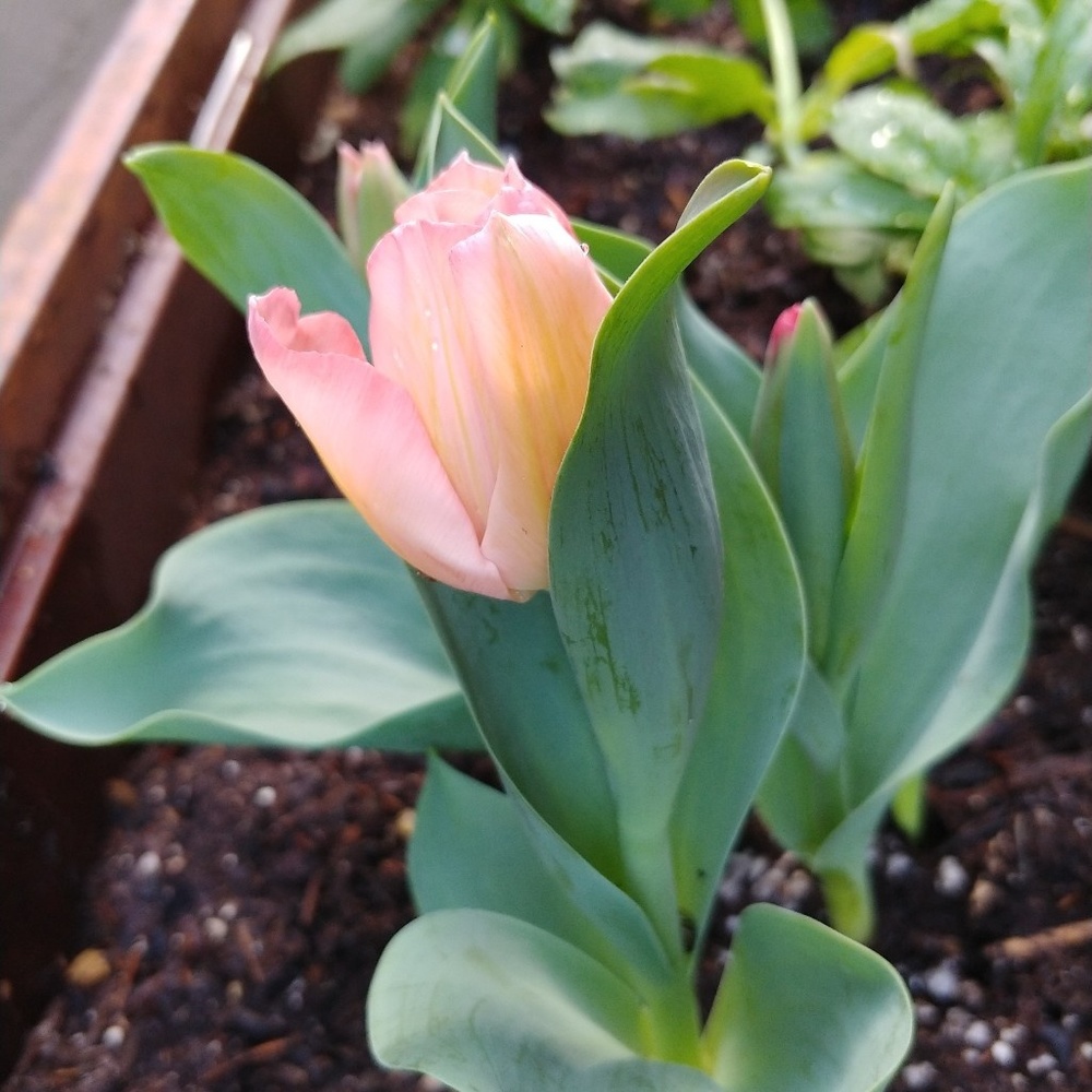 Meet your Posher, Steph